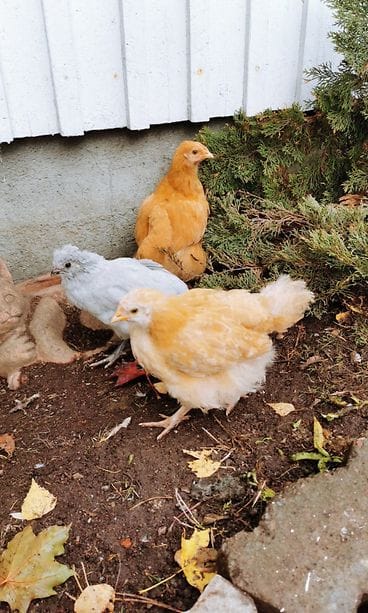 Martti-kukon poikaset