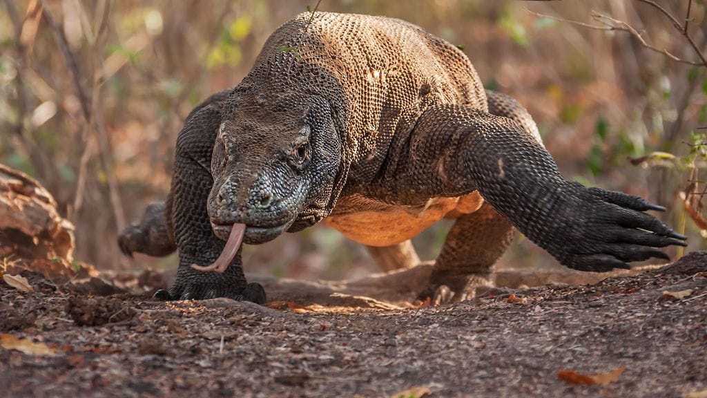 komodonvaraani varaani