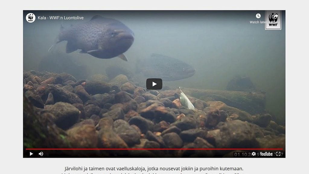 WWF:n luontokameran silmätiukkuina ovat uhanalaiset järvilohet.