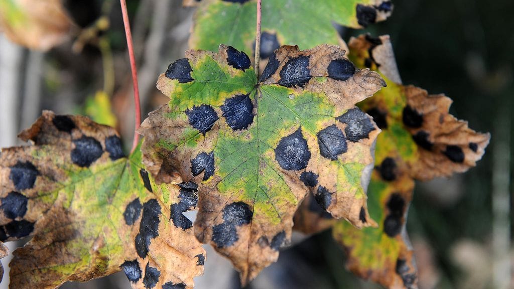 Tervatäplätaudin tunnistaa mustista pilkuista lehdissä. Tautia esiintyy ympäri Suomea.