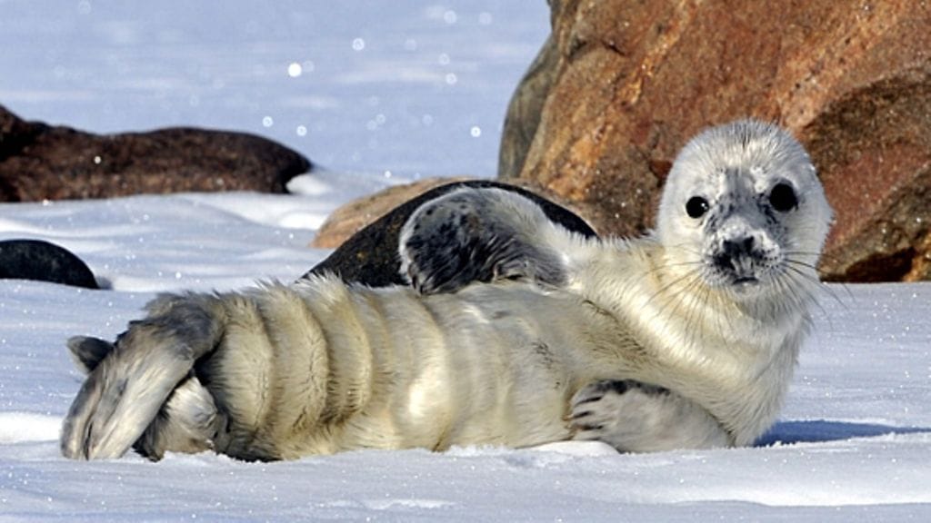 Hylkeenpoikanen paistattelemassa päivää Helsingin Lauttasaaressa.