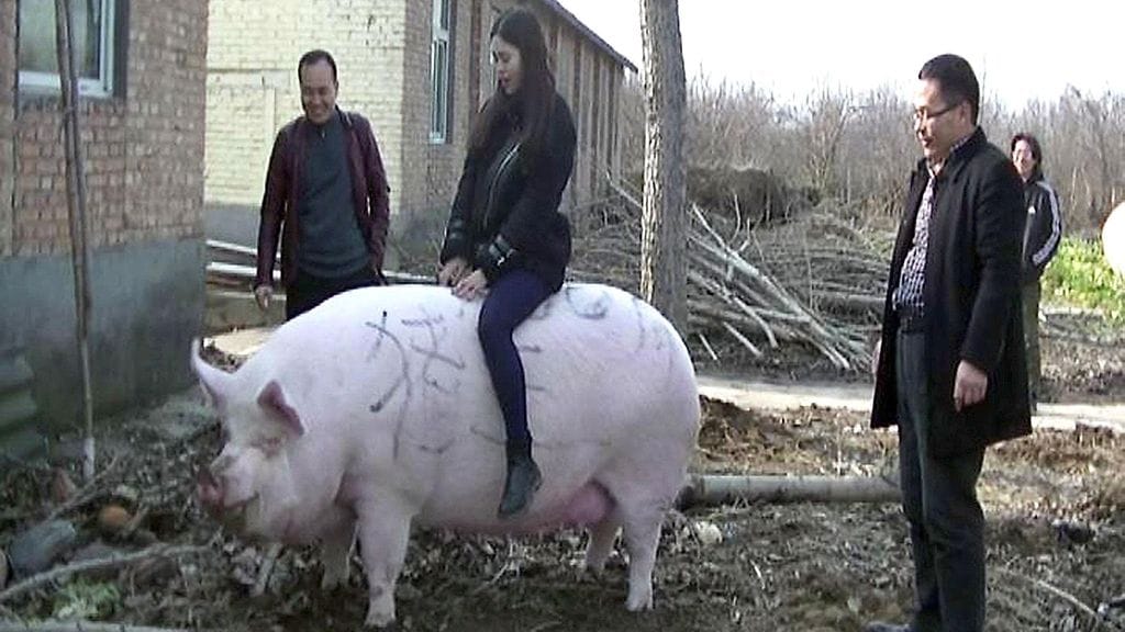 750-kiloista jättisikaa esiteltiin turisteille Henanin maakunnassa toissa vuonna.