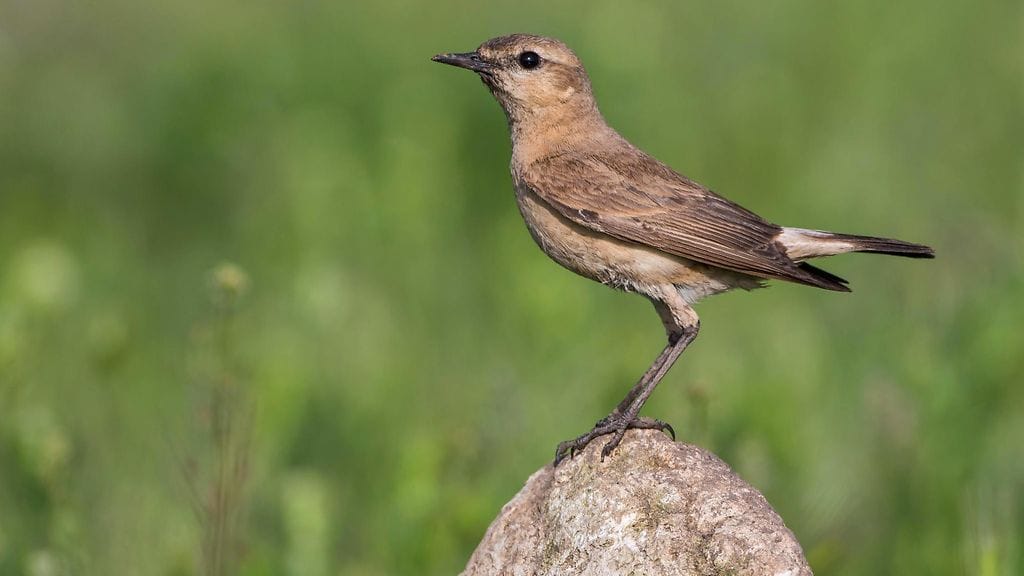 Kuvan arotasku on kuvattu Romaniassa.