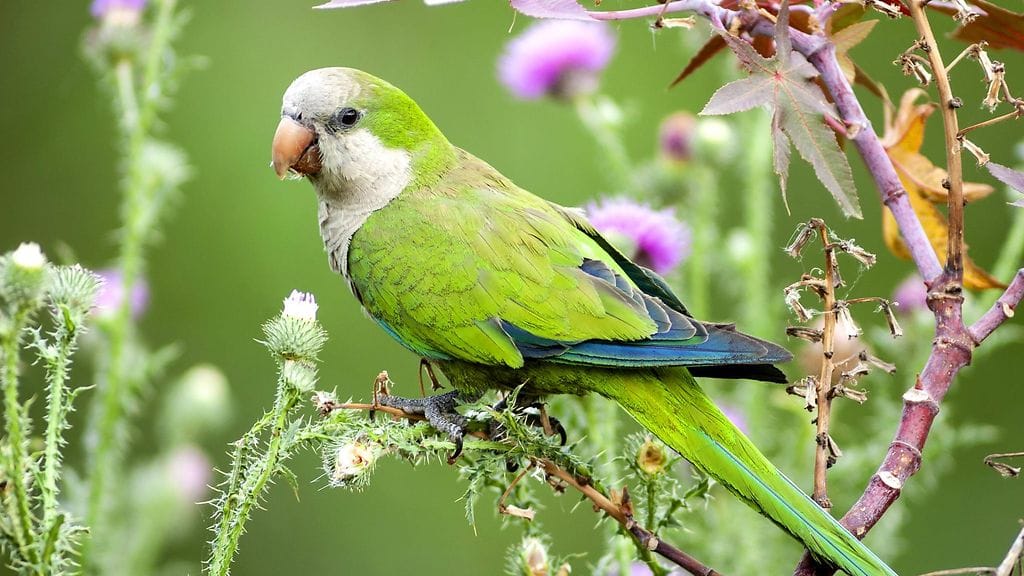 Madridissa elää arviolta 12 000 munkkiarattia.