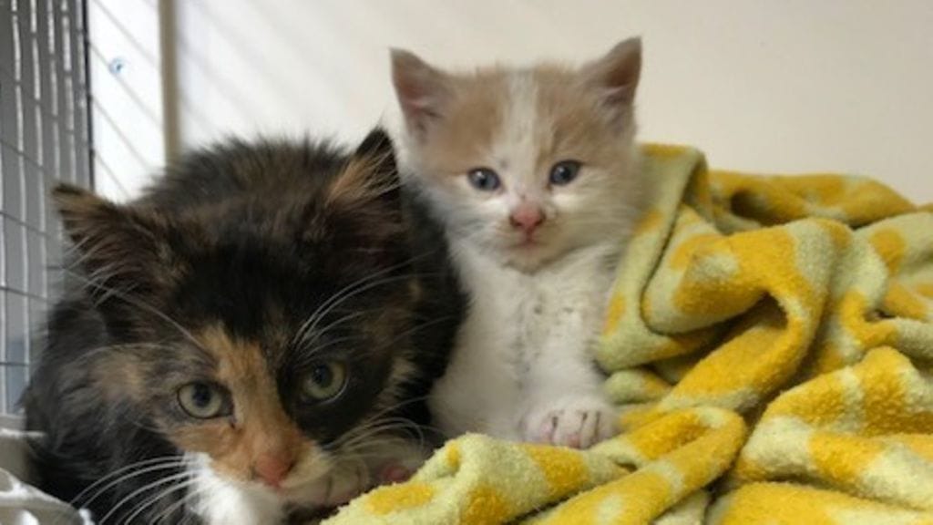 Bensalta haiseva Ralli ja Sisu 2