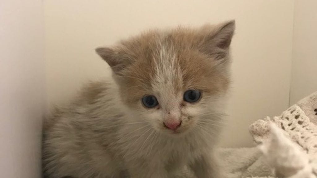 Pieni kissanpentu Sisu matkusti jonkinmoisen tovin auton konepellin sisällä salamatkustajana.