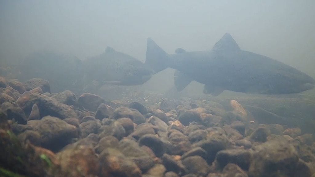 Kuvassa uhanalaisia järvilohia WWF:n suorassa "luontolive"-lähetyksessä.