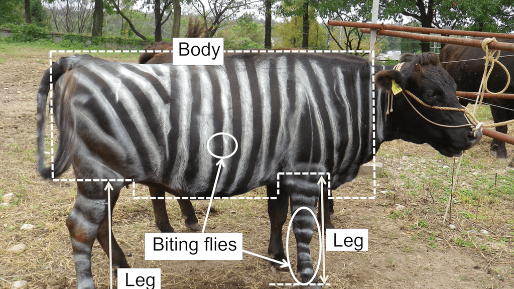 Tutkijat maalasivat mustille lehmille raidat ja totesivat niiden karkottavan hyönteisiä.