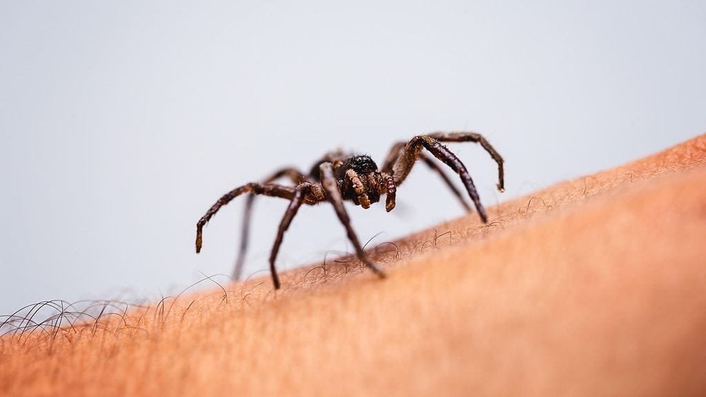 Araknofobiasta eli hämähäkkikauhusta kärsivä mies kauhistui tajutessaan, että hänen korvaansa oli pesiynyt hämähäkki.