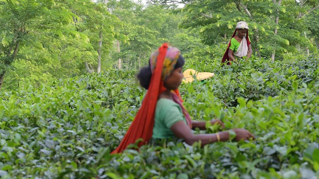 Teenpoimijoita Intiassa.