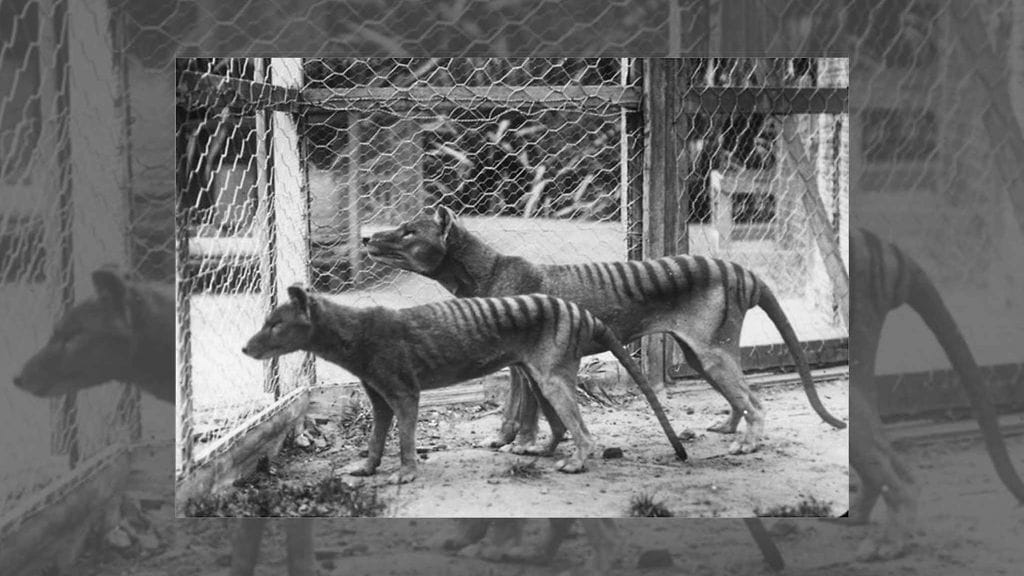 Pussihukkia eläintarhassa ennen sukupuuttoon kuolemista. Pienempi yksilö on naaras.