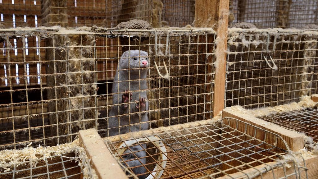 Muun muassa tässä kuvassa ei ole Suomen turkiskasvattajien Olli-Pekka Nissilän mukaan moitittavaa. Kuva on peräisin Oikeutta eläimille -järjestöltä.