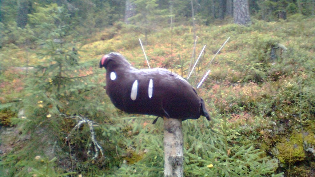 Teerenkuvaan oli laitettu pystyyn teräviä piikkejä.