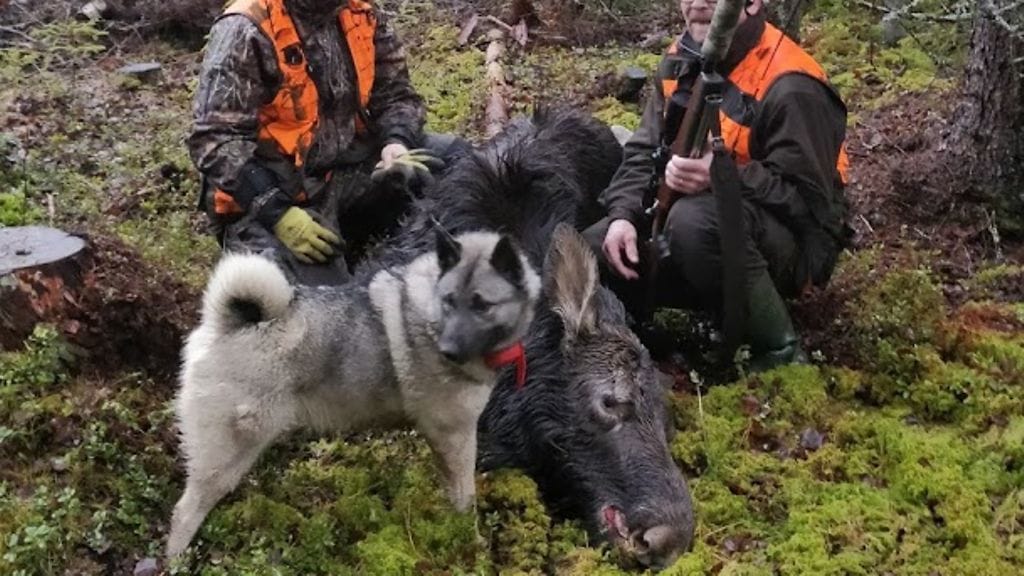 Hirvikoira Sani juoksi riistan perässä Venäjälle viime viikolla.
