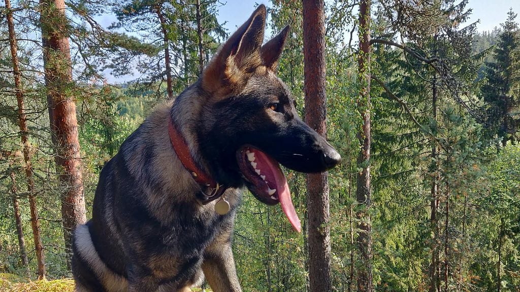 Sankarikoiran arvoja myönnetään koirille, jotka löysivät apua tarvitsevan ihmisen. Koiran ansiosta isä havaitsi etuoven olevan avoinna ja pojan hävinneen.