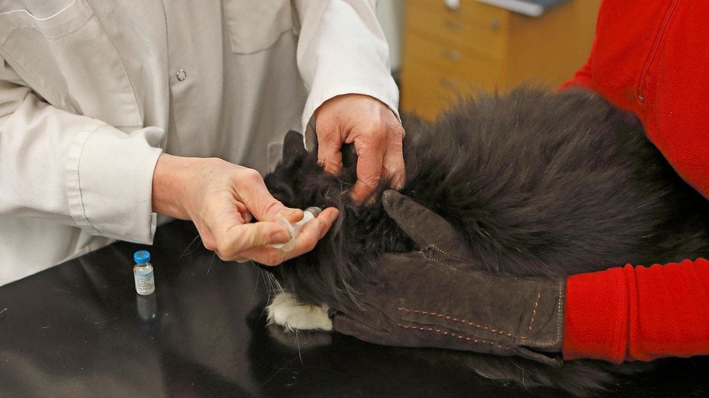 Alfakloraloosi tappaa hiiret nopeasti, mutta ei välittömästi ja hiiret saattavat mennä ulos ennen kuin ne kuolevat. Erityisesti vapaana liikkuvat kissat voivat olla vaarassa myrkytykselle.