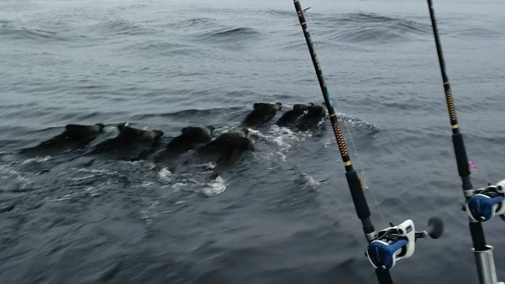 Ville Oksanen törmäsi seurueensa kanssa villisikalaumaan Tampereen Kaitaveden Käälahdella.