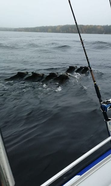 OSTETTU uivat villisiat, villisika, tampere