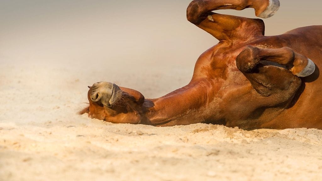 Jingjang-hevonen esittää kuollutta aina, kun pitäisi tehdä hommia. Kuvituskuva.