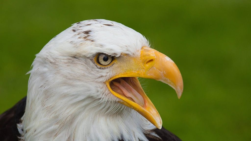 Kuvituskuva. Kuvan kotka ei liity juttuun.