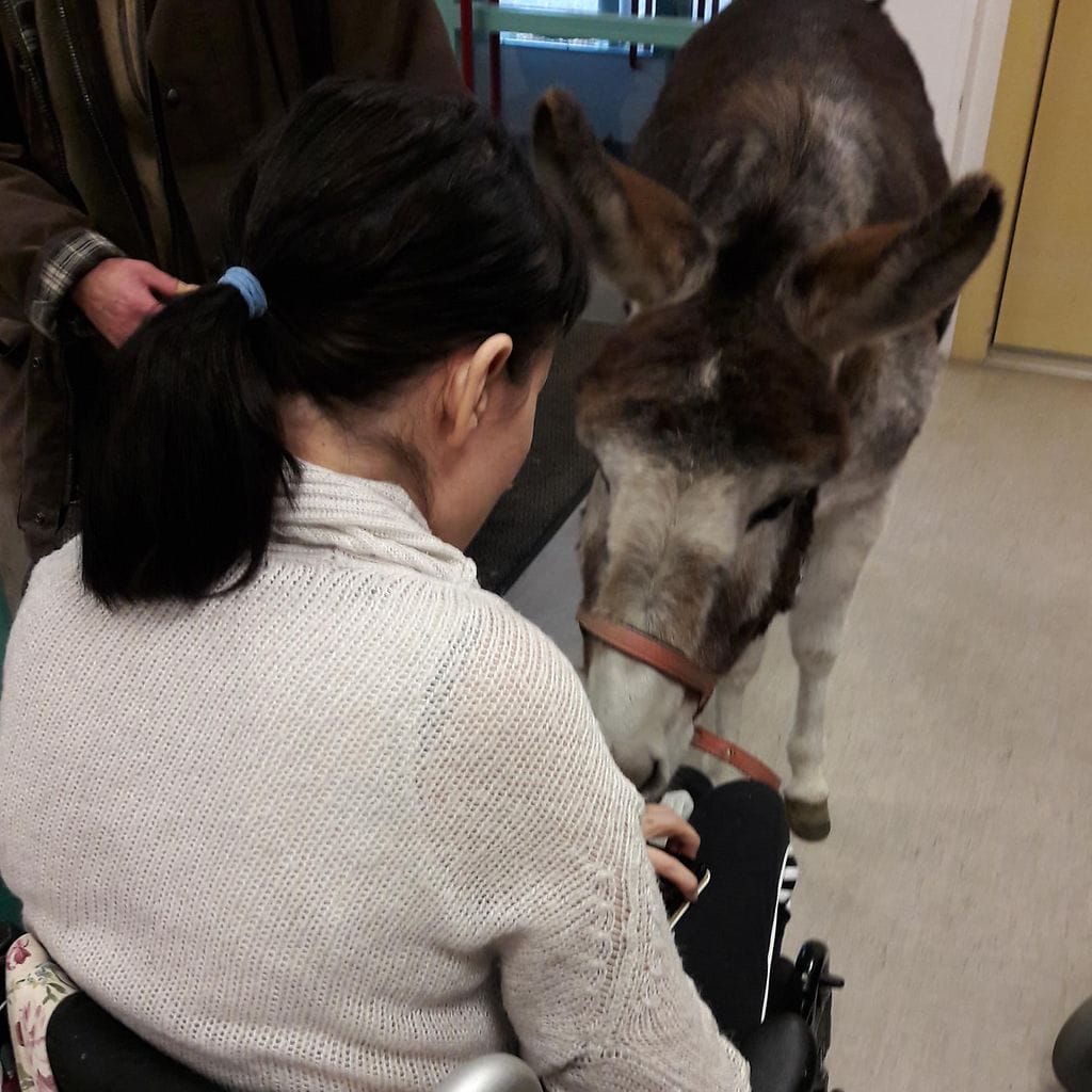 Kuvaaja Henna Seppälä, aasit