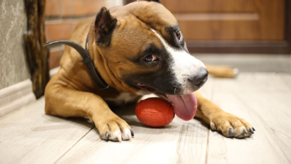 Poppy-koiran omistajat varoittavat kumisen lelupallon vaaroista. Kuvituskuva.