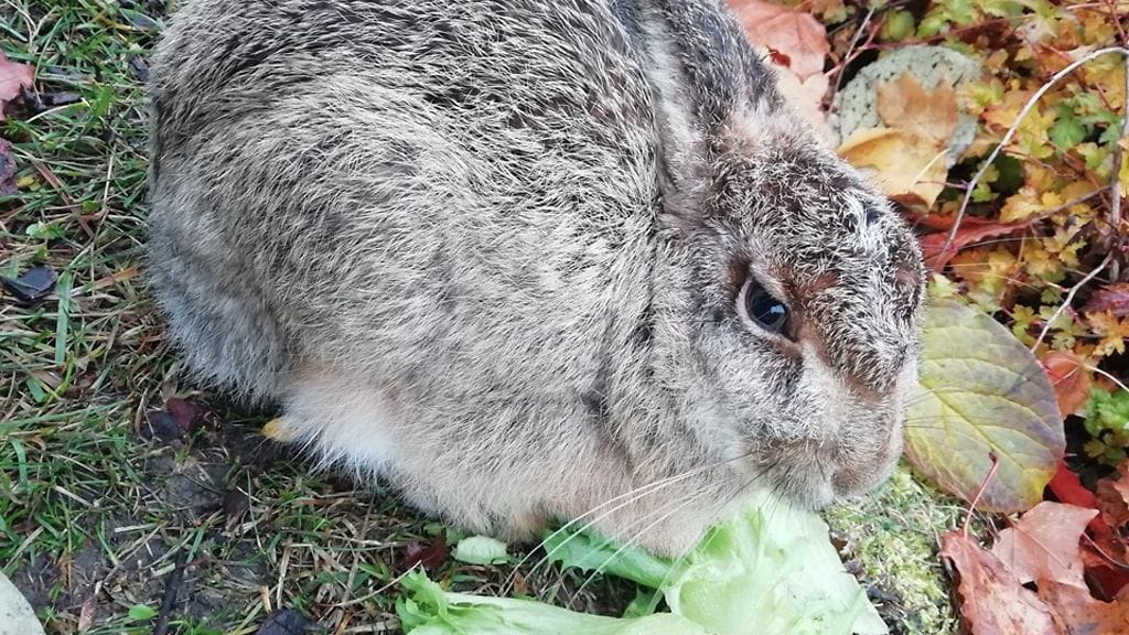 pupu_tampere_lotta_liedes1