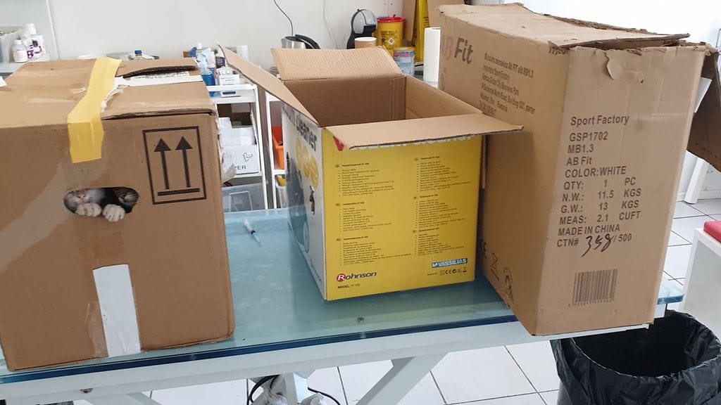 hylättyjä koiria pahvilaatikossa