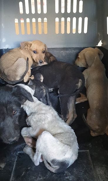 hylätyt koirat ja pennut