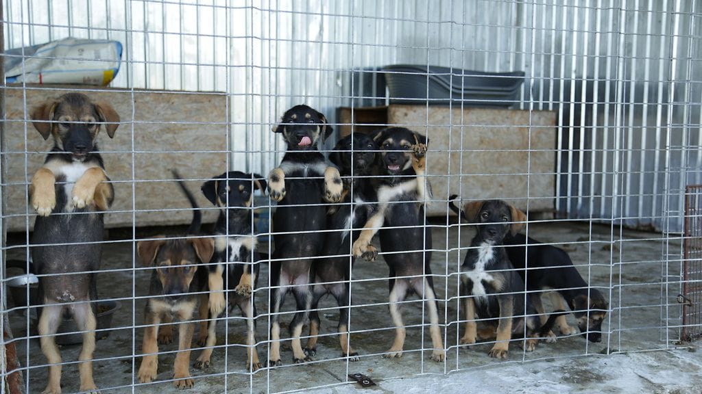 Pentukoiria tarhassa Romaniassa