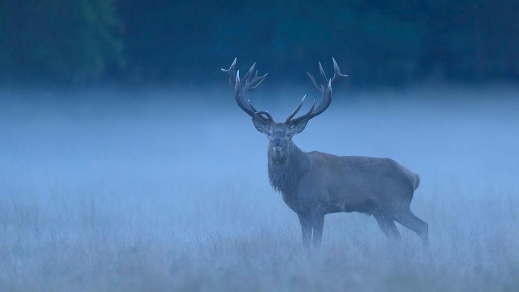 Kuvituskuvan peura ei liity tapaukseen.