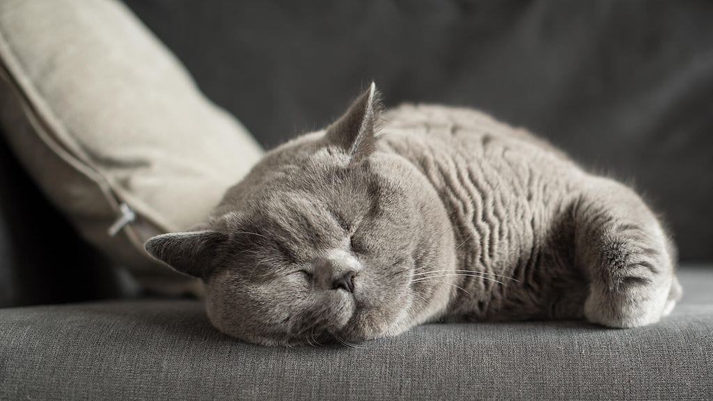 Ylipaino on hyvin yleinen ongelma kissoilla ja syynä on lähes aina liiallinen energian saanti verrattuna kulutukseen. Kuvituskuva.