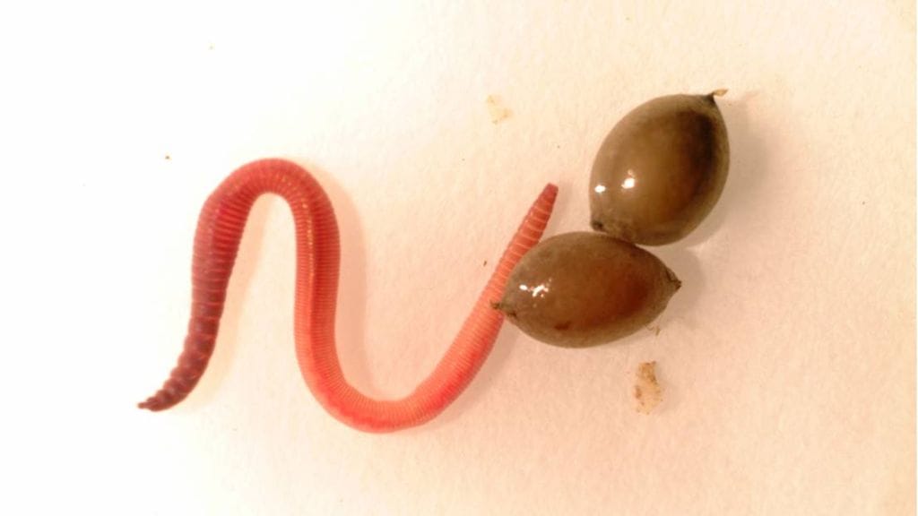 Kastelieron poikanen ja kaksi munakoteloa