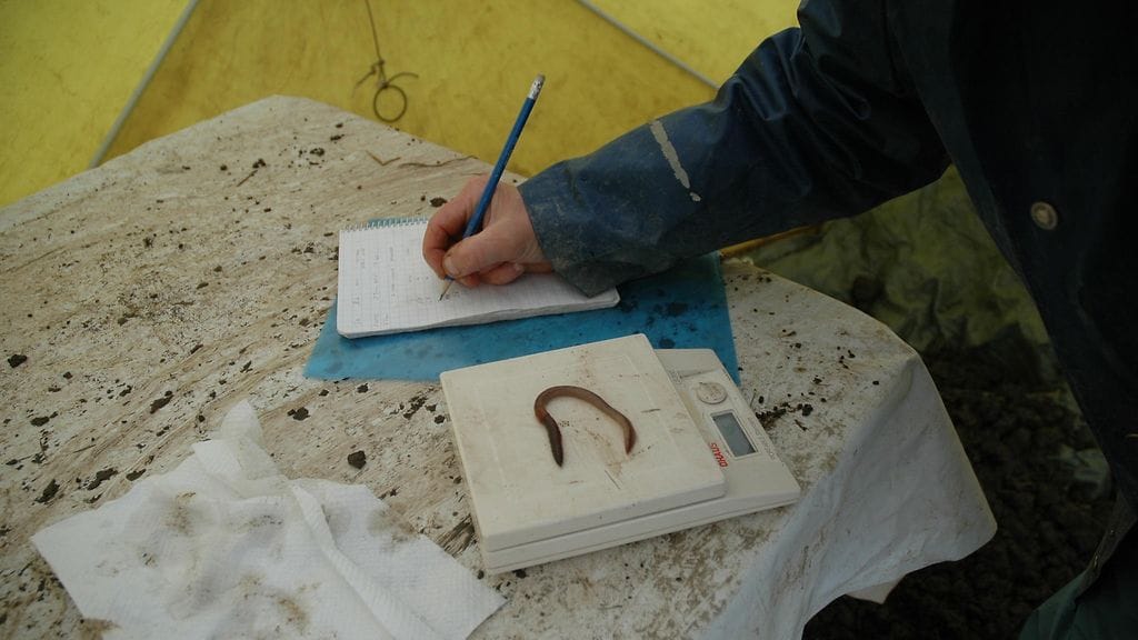 Kastemadot, lierot, tutkimus, lieronäytteiden käsittelyä