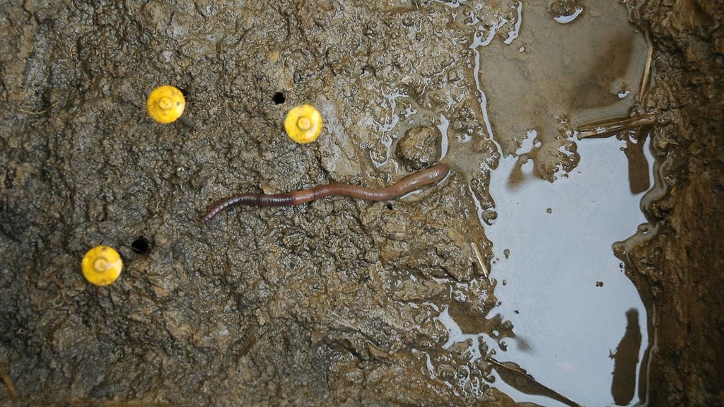 Lierot pilkkovat kasvintähteitä ja sekoittavat niitä maahan, tuottavat ravinnepitoisia ulostemuruja sekä kaivavat suuria ja syviä huokosia maahan.