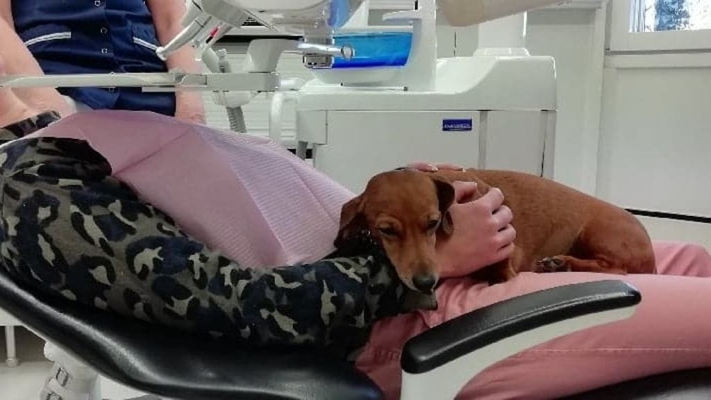 Nipsu rauhoittuu potilaan lähellä ja lähes nukahtaa potilaan syliin.