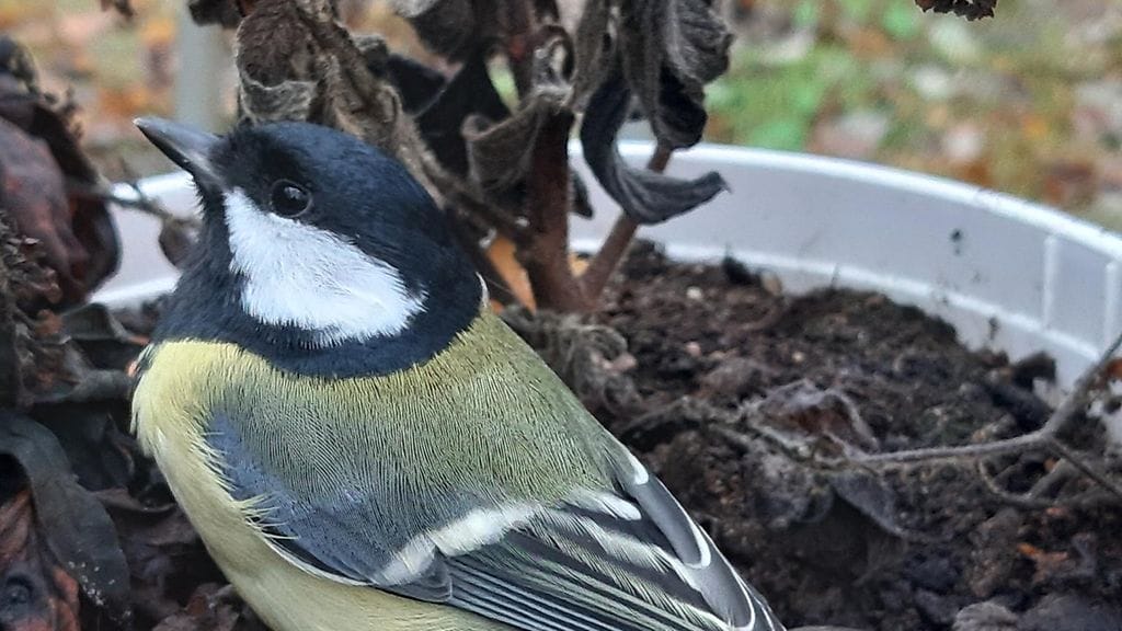 Kukka-Maarian pelastama talitintti.