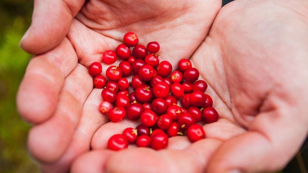 Puolukoilla voi olla suotuisa vaikutus ylipainon ehkäisyssä.