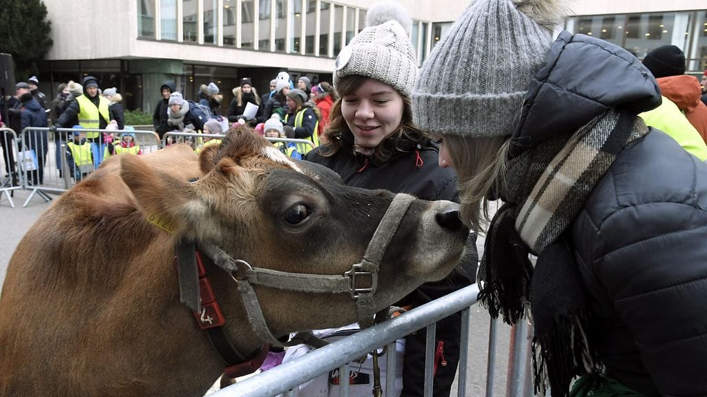 LK Mikä on lehmä? Helsinki 5.11.2019 3
