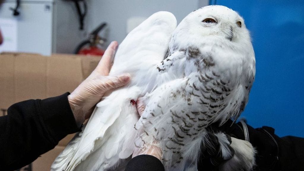 Kuva: Korkeasaaren eläintarha.