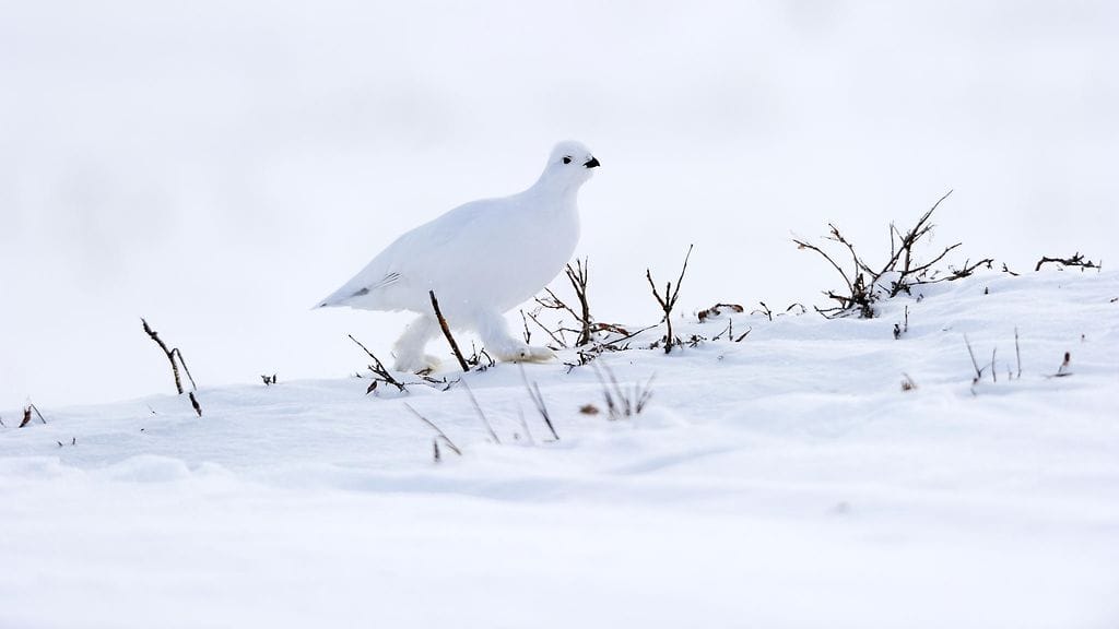 Talvella höyhenpukunsa valkoiseksi vaihtava riekko kärsii lumettomuudesta.