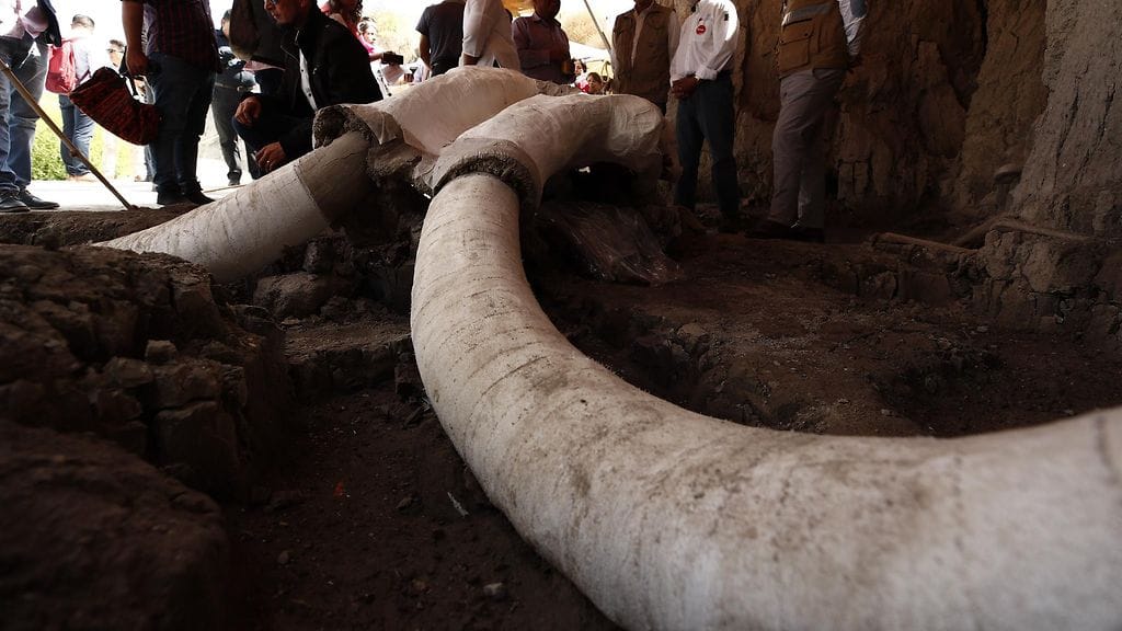 Löydettyjä mammuttien luita. EPA.