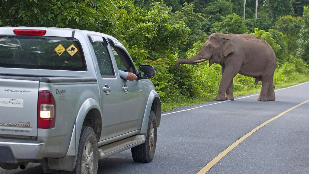 Norsu ja lava-auto Khao Yain kansallispuistossa vuonna 2014.