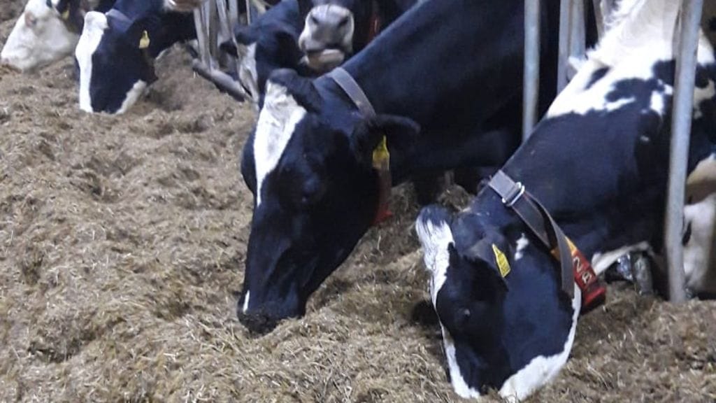 Mikko Tikan lehmätila on Kiuruveden suurimpia.