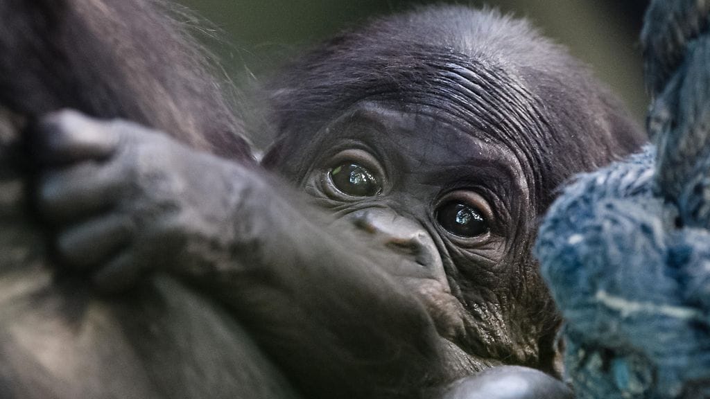 Kuukauden ikäinen bonobo eli kääpiösimpanssin poikanen saksalaisessa eläintarhassa. Bonoboa pidetään yyhtenä ihmisen lähimpinä sukulaisina.