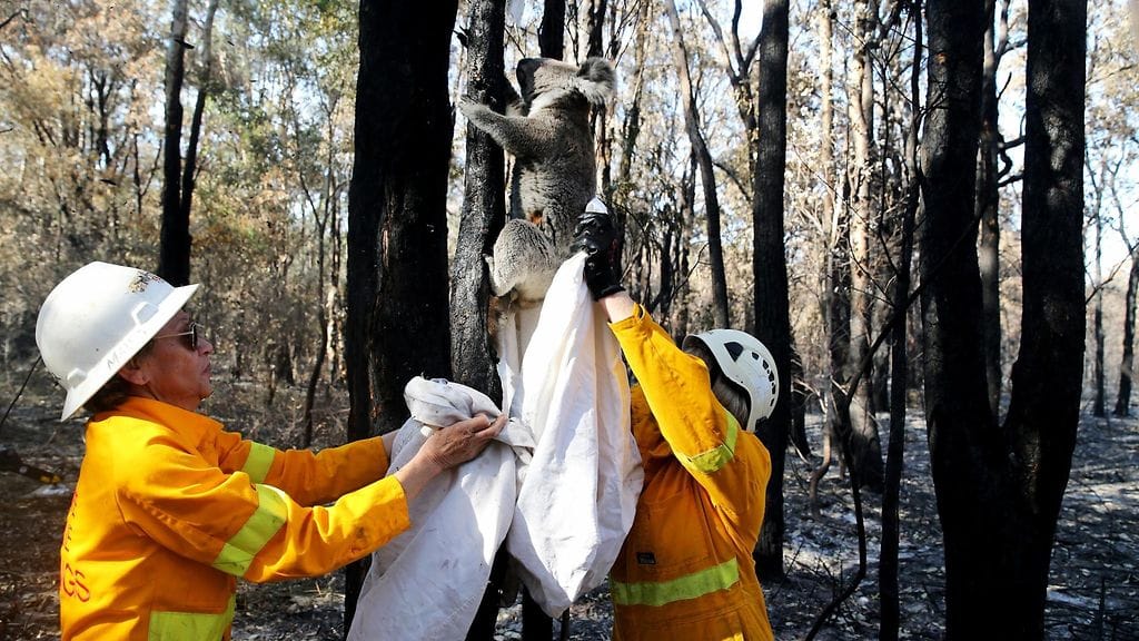 Koala pelastus 2