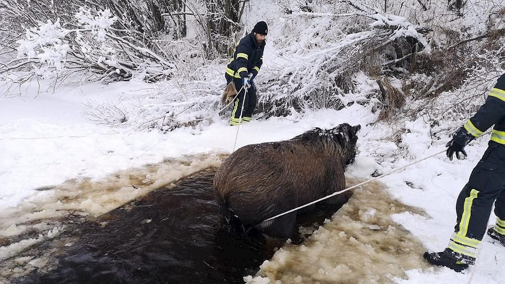 Lehtikuva hirviavanto 54308897 (1)