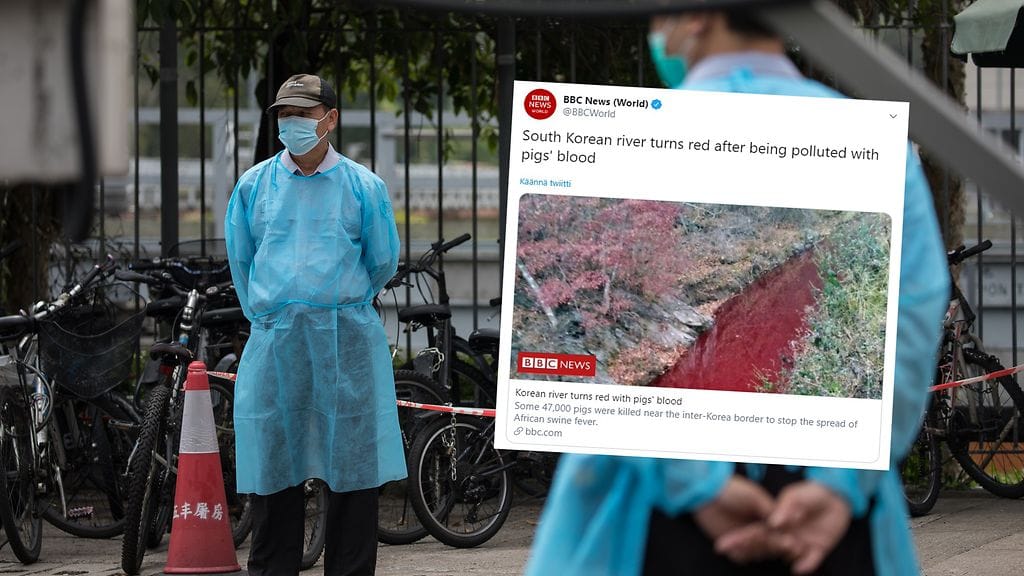 Kiinalaiset vartijat seisoivat sinisissä suojapuvuissa hongkongilaisella teurastamolla sikakuumeen levittyä maahan toukokuussa.