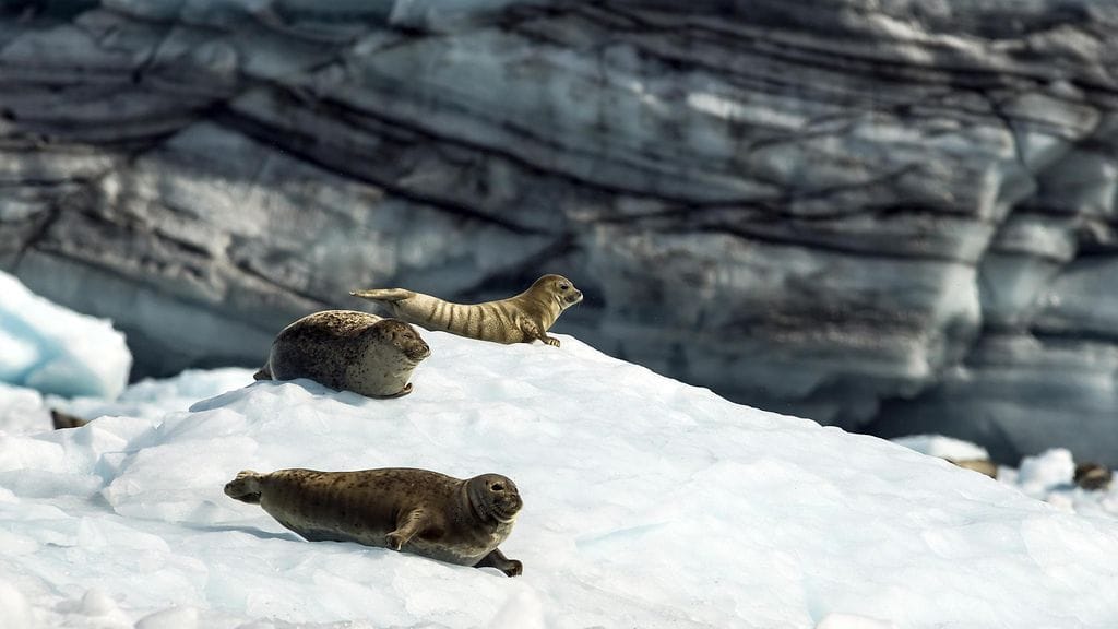 Penikkatautia on löydetty hylkeiltä esimerkiksi Alaskassa.