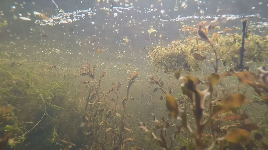 lampitutkimus, vedenalainen kuva